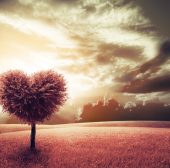 Aliquam erat volutpat